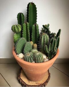 cuidar cactus